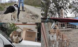 Montelupone, dopo i sequestri ancora animali senza cibo all'ex casa rifugio (FOTO)