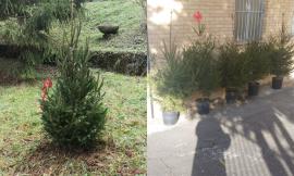 Macerata, gli Abeti di Natale cambiano zona: andranno ad abbellire i cortili delle scuole