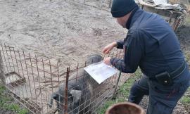 Maiali sequestrati a Fiuminata: da Milano se ne chiede l'affido per salvarli dal macello