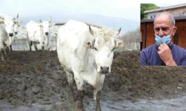 Ussita, il consigliere Rossi al Sindaco: "stalle e ricoveri per animali vanno ripristinati"