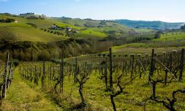 Macerata, rinnovato il contratto provinciale: aumento del salario per oltre 5000 operai agricoli