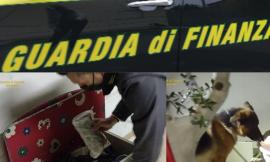 Montecassiano, il fiuto di 'Edir' mette nei guai un 25enne: scovati oltre 800 grammi di droga (VIDEO)