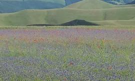 "Fiorita di Castelluccio" in bus: ecco i servizi per il weekend