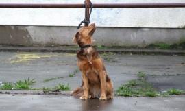 Cosa rischia chi abbandona il proprio cane: c'è la condanna penale