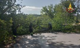 Forti raffiche di vento: vigili del fuoco al lavoro in provincia di Macerata e Ancona