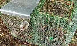 Urbisaglia, scoperta e sequestrata trappola per la cattura di animali selvatici