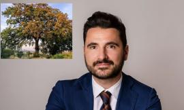 Cinque querce di Cingoli riconosciute alberi monumentali: "Nel 2022 tour per ammirarle"