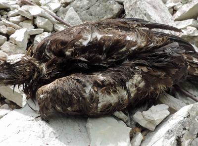 Aquila reale uccisa a colpi di fucile, Federcaccia Macerata: "Atto di vile bracconaggio"