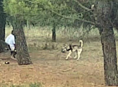 Macerata, cani senza guinzaglio: è strage di gatti al Parco di Collevario (FOTO)