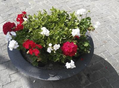 San Severino, "Prendi a cuore una fioriera" : iniziativa per sistemare le vasche in piazza