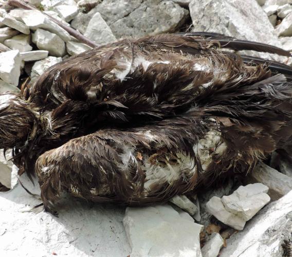 Aquila reale uccisa a colpi di fucile, Federcaccia Macerata: "Atto di vile bracconaggio"