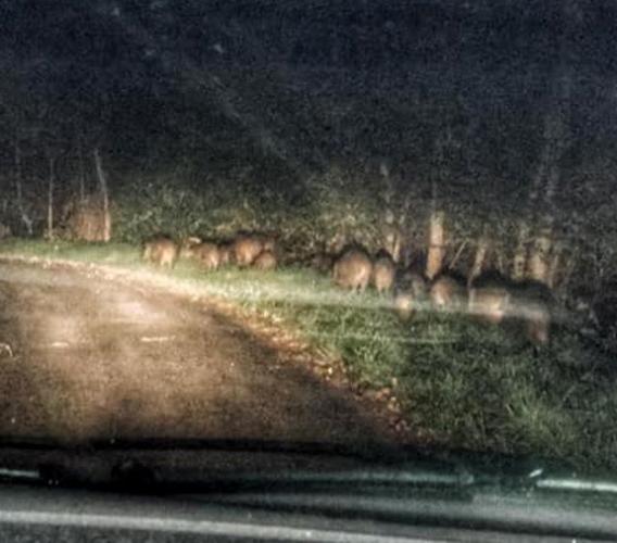 Diventa virale su Facebook l'incontro ravvicinato con un gruppo di cinghiali