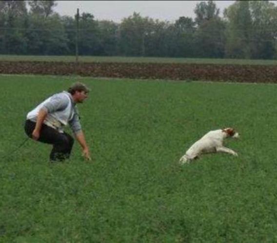 Pievebovigliana, il dresseur Mirko Caramanti in Francia ai campionati europei di caccia per cani razza pointer