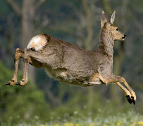 Incidente con un capriolo: il Giudice di Pace di Macerata condanna la Regione