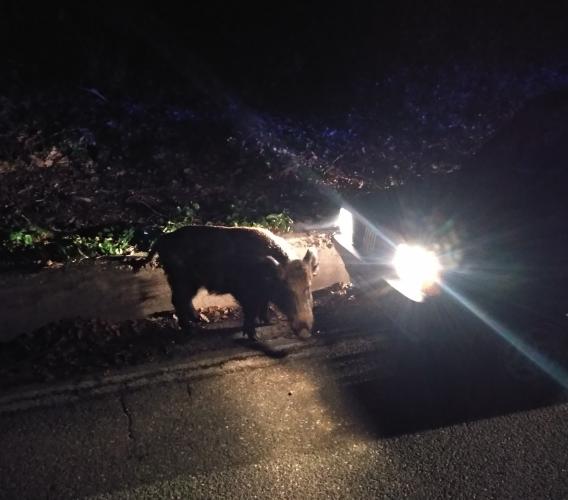 Caldarola, incidente a causa del cinghiale: la Regione condannata a risarcire i danni
