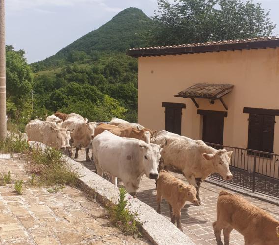 La transumanza con le mucche da Monte Cavallo all'Oasi di Monte Fiatone (FOTO E VIDEO)