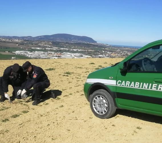 Controlli in due aziende bio del Maceratese: utilizzati fitofarmaci e mangimi non conformi