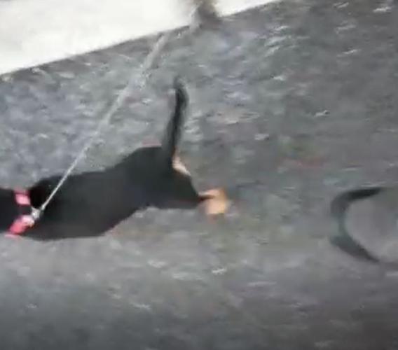 Pollenza, scende in strada per riprendere un flash mob musicale che durava da giorni e viene aggredito (VIDEO)