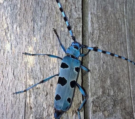 Parco dei Sibillini, un nuovo progetto per la tutela della biodiversità: sotto la lente gli insetti saproxilici