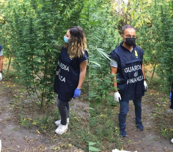 Corridonia, vive in una roulotte e coltiva marijuana: la "verde" pensione di un 69enne (VIDEO)