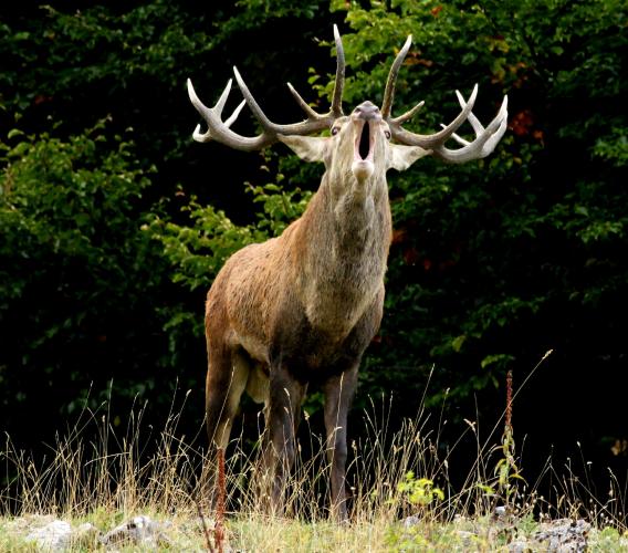 Parco Nazionale dei Sibillini: via al censimento del cervo