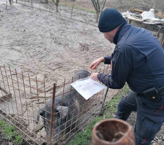 Maiali sequestrati a Fiuminata: da Milano se ne chiede l'affido per salvarli dal macello