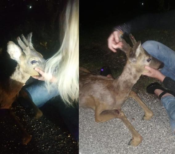 Capriolo sbuca in strada: travolto e abbandonato trova la salvezza nei passanti