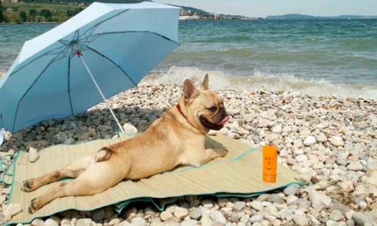 E Se In Spiaggia I Cani Avessero Preso Il Posto Dei Bambini